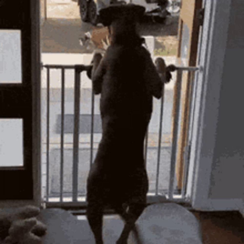 a dog standing on its hind legs in front of a door