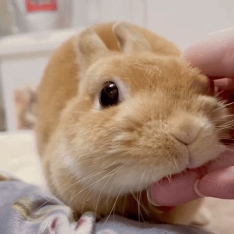 a close up of a rabbit being petted by someone