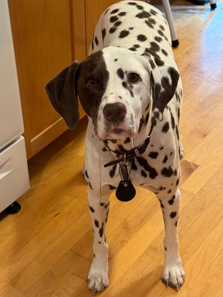 A wide-eyed Dalmatian drooling down both sides of his mouth.