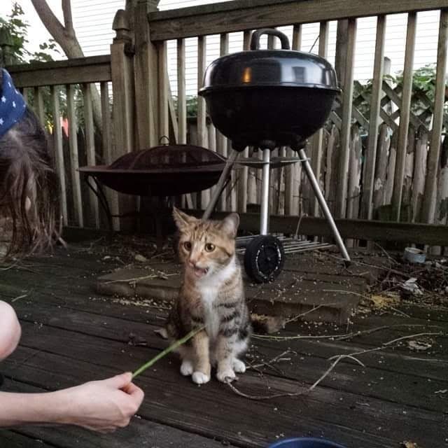 Muffin on July 4th 2014, small and on my porch in Southie at about 4 am.