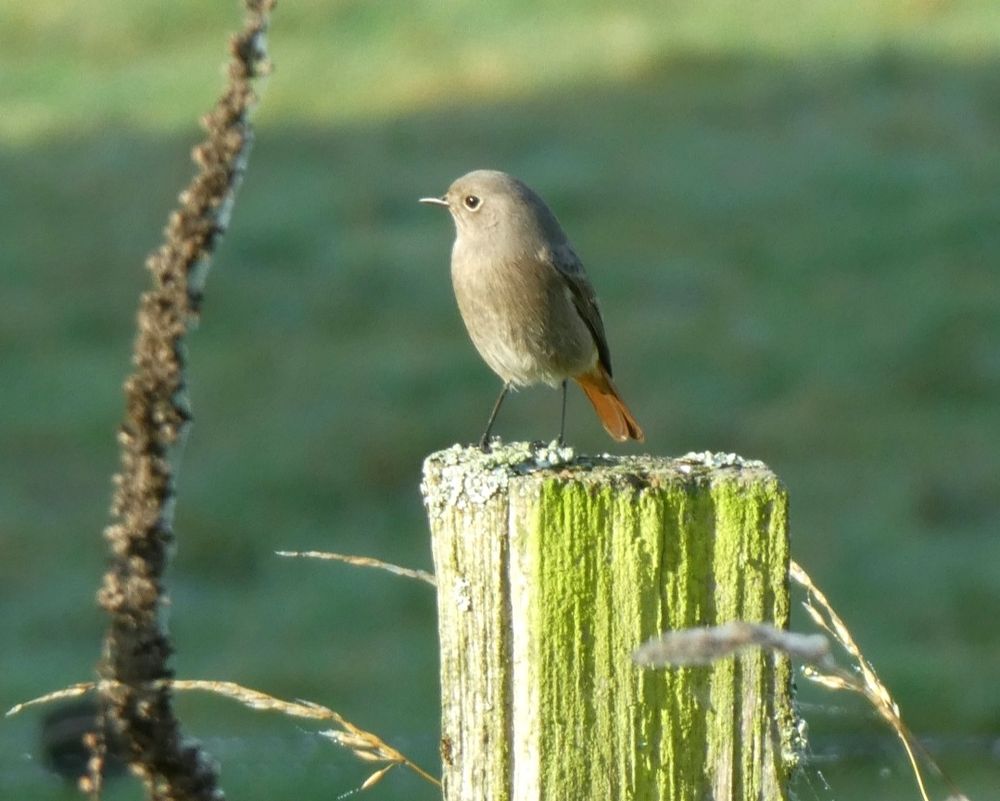 Hausrotschwanz auf einem bemoosten Holzpfahl. Drumherum einige hochwachsende Gräser, dahinter, unscharf, Wiese.