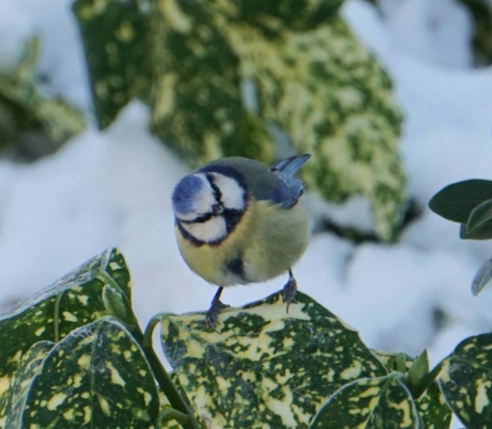 Blaumeise un der Mitte des Bildes, von vorn, hat den Kopf zur rechten Bildseite gedreht. Sie hockt auf einem Blatt einer japanischen Aukube. Drumherum weitere Blätter, dazwischen Schnee.