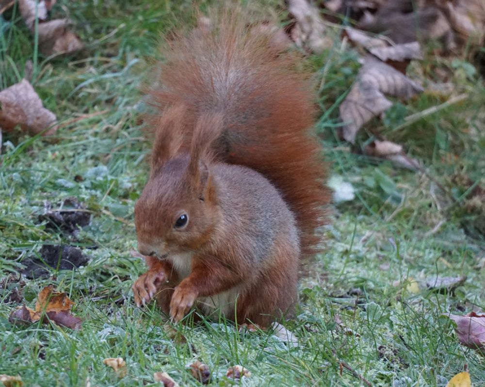 Das Eichhörnchen hat sich etwas nach vorn gebeugt, die Pfoten hängen nach unten. Es schaut auf die Wiese.