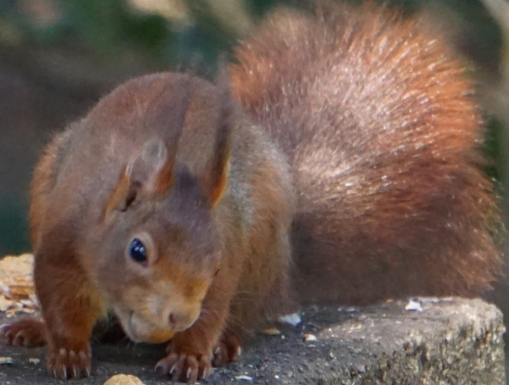 Das Eichhörnchen trägt die Haselnuss im Mund, und st jetzt von vorn zu sehen, den Kopf leicht Richtung rechter Bildseite gedreht.