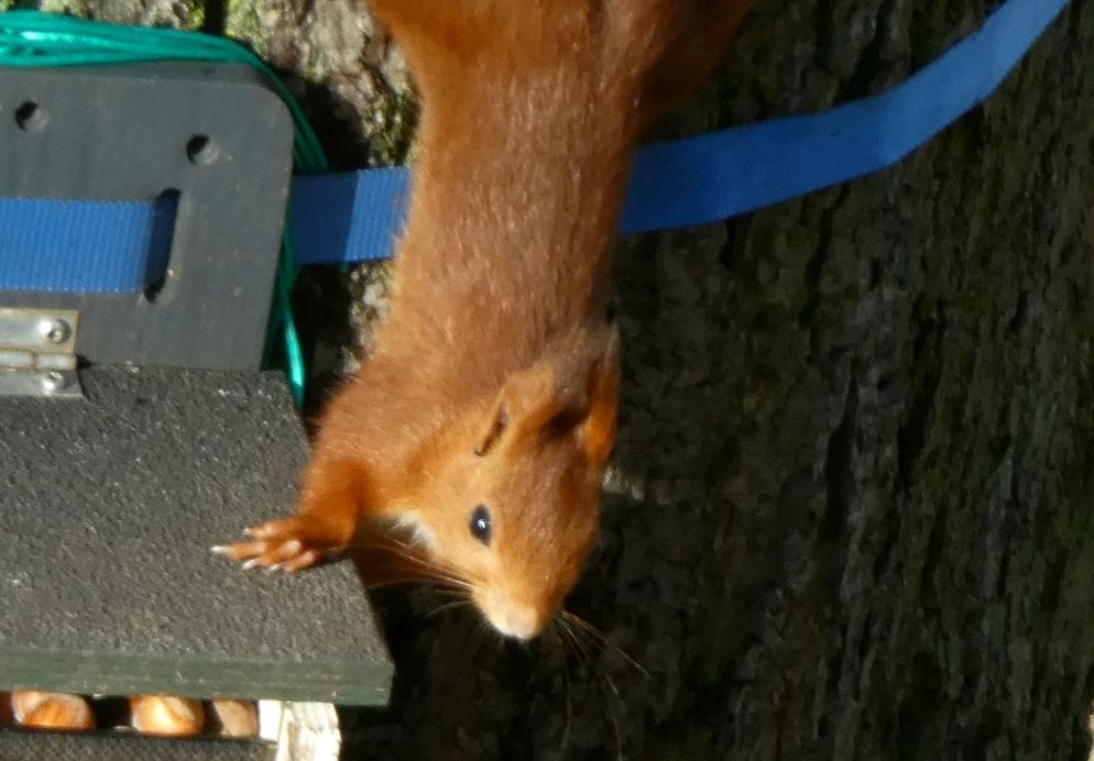 Rotes Eichhörnchen hängt kopfüber am Baumstamm, mit einer Pfote auf dem Deckel eines Nussspenders, der am Baumstamm befestigt ist.