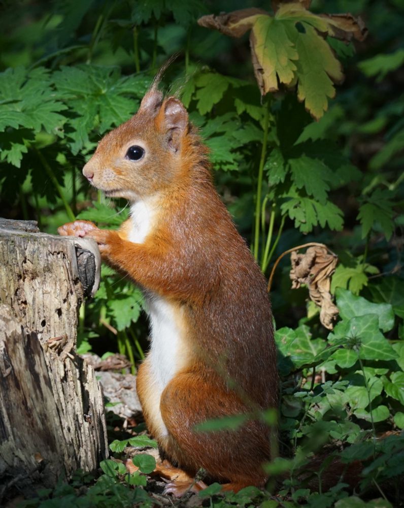 Rotes Eichhörnchen, ausgerichtet zur linken Bildseite, steht aufrecht auf den Hinterläufen vor einem Holzblock, der teilweise an der linken Bildseite erscheint. Es hat die Pfoten zusammengelegt, und hält sie in Höhe der Fläche des Holzblockes. 
Es schaut in Richtung linker Bildseite.
Im Hintergrund hohe Grünpflanzen.
Das Fell des Eichhörnchens leuchtet in der Sonne.