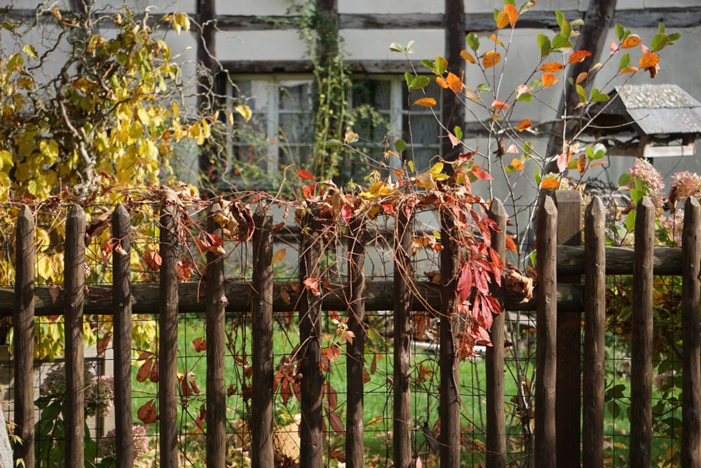 Im Hintergrund Teil eines Fachwerkhauses, davor eine Wiese, mit einem Vogelhaus an der rechten Bildseite. Im Vordergrund ein hölzerner Lattenzaun, an dem rotbgefärbtes Laub herunterhängt. Dahinter ein kleiner Baum mit gelb gefärbten Blättern.