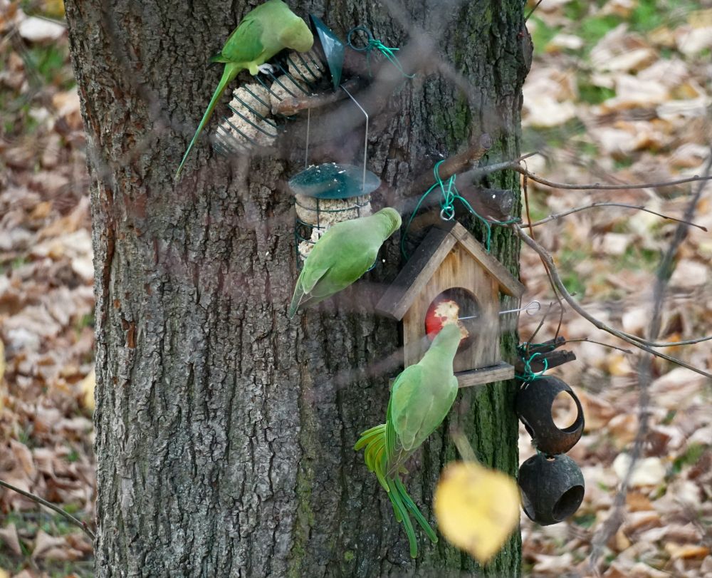 Drei Alexandersittiche futtern an den Futterstellen, die an einem Baumstamm angebracht sind. Zwei hängen an verschiedenen Meisenknödelhaltern, einer futtert an einem Apfel, der an einem Apfelhalter angebracht ist.