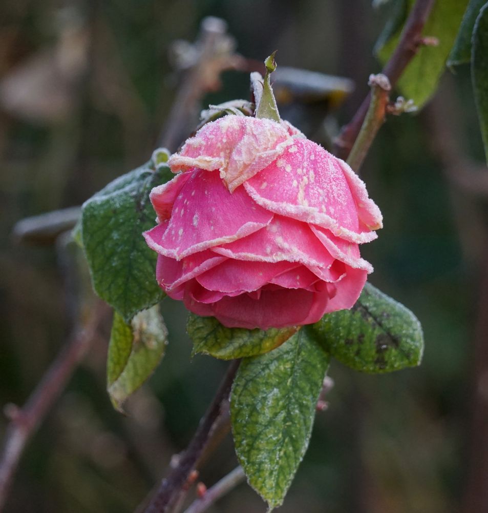 Die herunterhängende Blüte einer hellroten Rose, mit mit Tropfen von gefrorener Feuchtigkeit.
