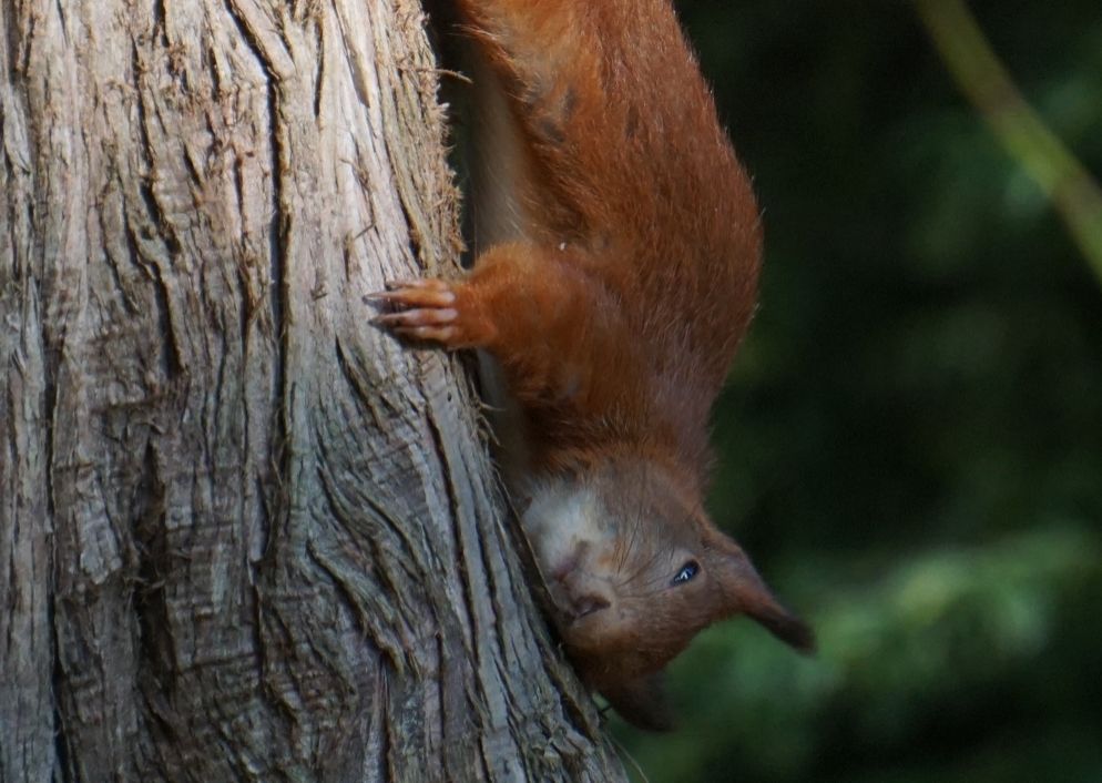 Rotes Eichhörnchen hockt kopfüber an einem Baumstamm, den Kopf Richtung Kamera gedreht.
Es hat die Wange an den Baumstamm gedrückt, und die Augen schauen geradeaus.
Man sieht nur den Oberkörper des Tieres, und den bildseitig vordere. Vorderlauf, mit der an den Baumstamm gelegten Vorderpfoten.