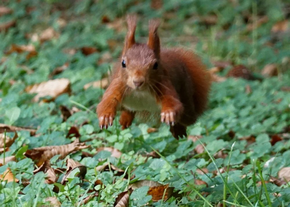Rotes Eichhörnchen im Sprung über eine Wiese, in Richtung Kamera.