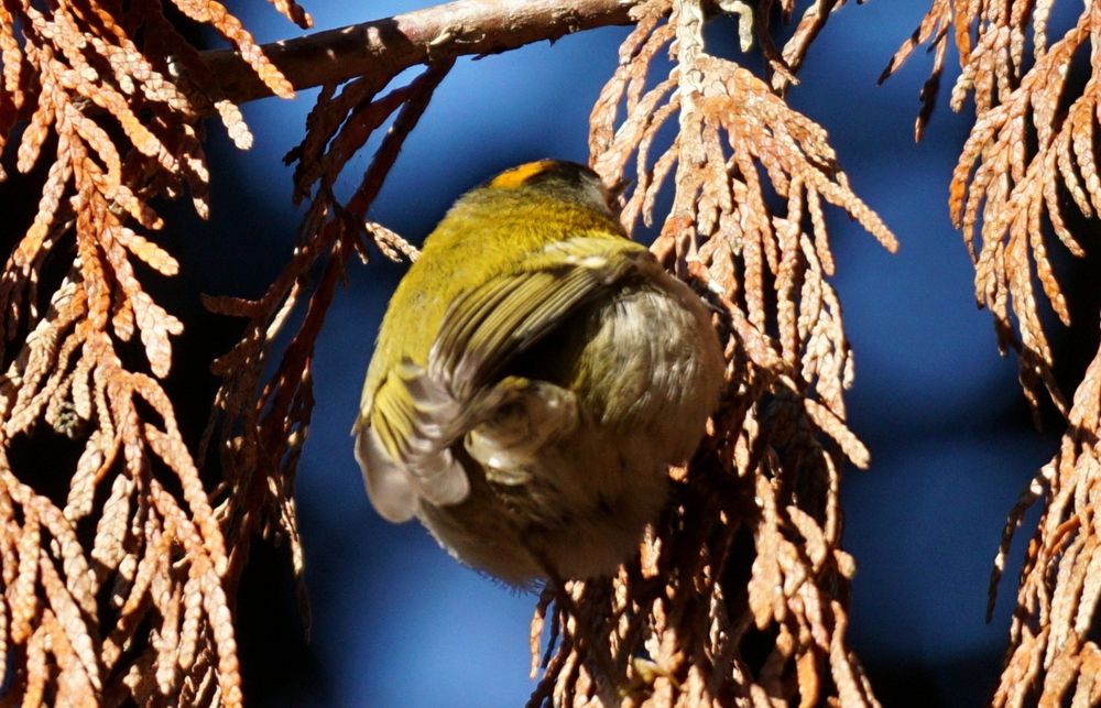 Das Goldhähnchen von hinten gesehen, pickt an den braunen Nadeln, im Hintergrund blauer Himmel.