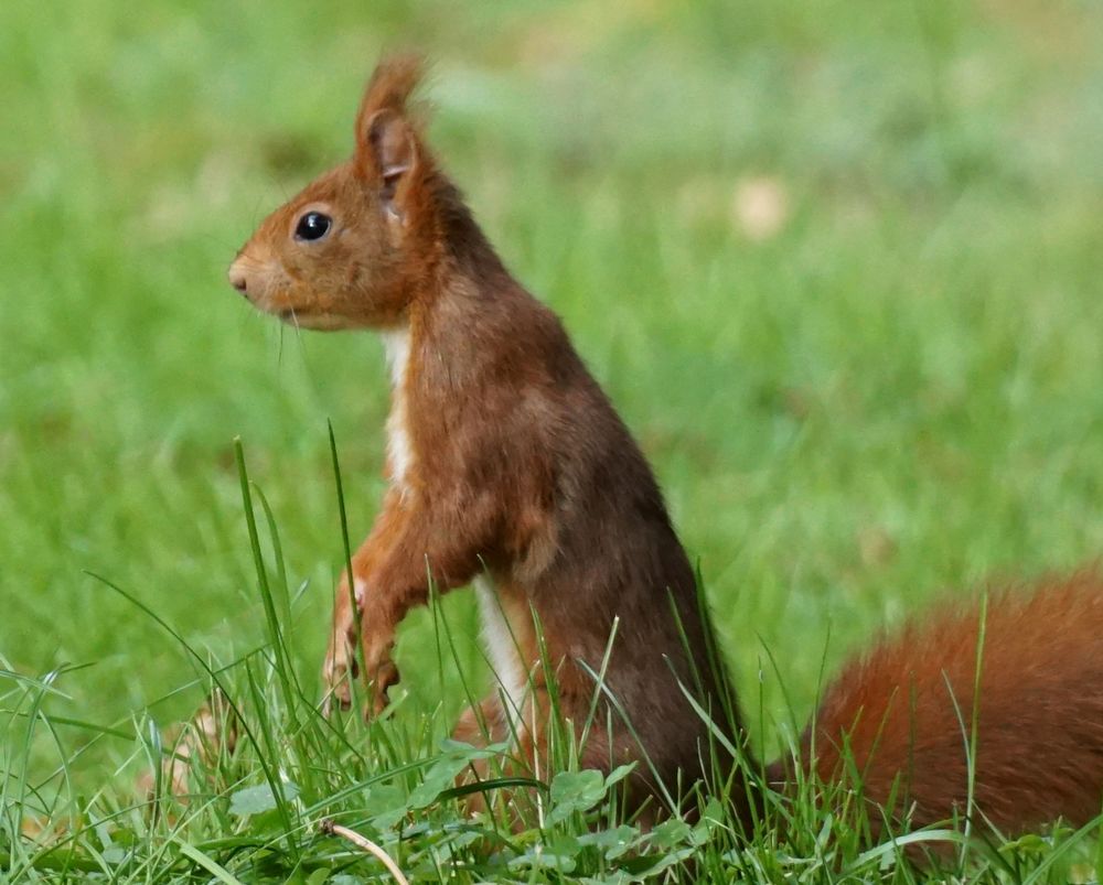 Rotes Eichhörnchen, ausgerichtet zur linken Bildseite, hockt auf den Hinterläufen auf einer Wiese, die Vorderläufe hängen locker vor der Brust. Das Eichhörnchen schaut in Richtung linker Bildseite.