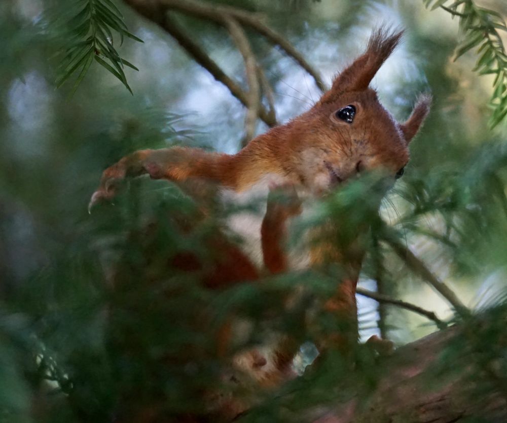 Rotes Eichhörnchen hockt auf einem Ast im Nadelbaum, zum Großteil verdeckt von Nadelzweigen.
Das Eichhörnchen hat den Kopf zur rechten Bildseite hin zur Seite geneigt, und den bildseitig linken Hinterlauf zum Kinn geführt, und Kratzer sich mit der Hinterpfote. Der bildseitig linke Vorderlauf ist angehoben,und die Vorderpfote fällt nach unten.
Es stützt sich mit der bildseitig rechten  Vorderpfote auf den Ast.