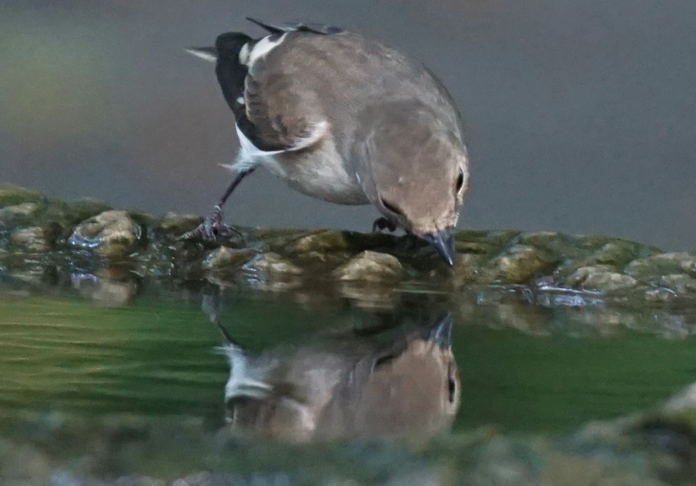 Der Trauerschnäpper leicht schräg sitzend, nach vorn, trinkt aus dem Brunnen und schaut in sein Spiegelbild.