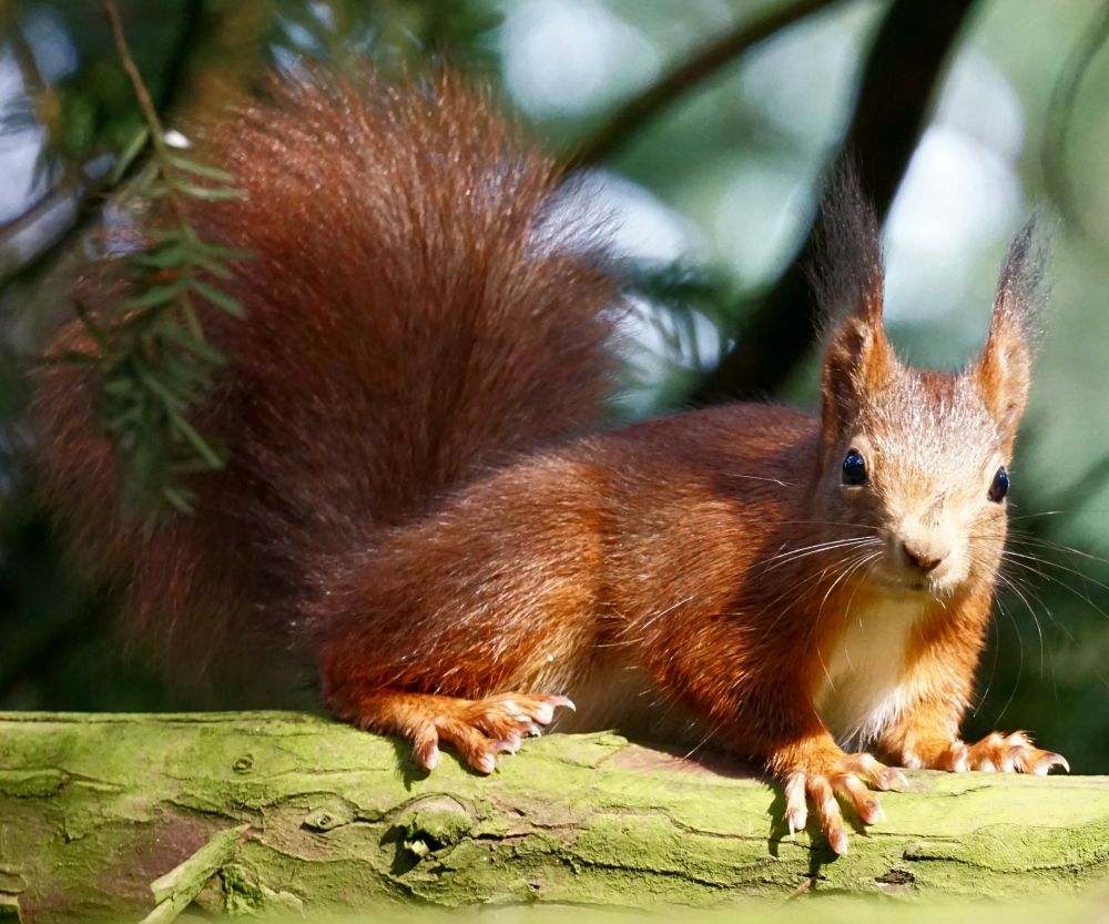 Rotes Eichhörnchen mit dunklen Ohrpinseln, liegt auf einem Ast im Baum. Das Fell leuchtet in der Sonne.
Das Eichhörnchen schaut aus dem Bild heraus.