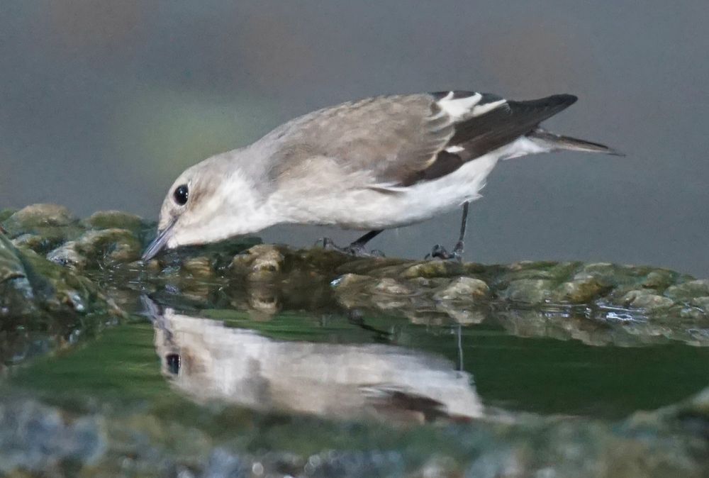 Der Trauerschnäpper hat sich seitlich nach vorn gebeugt, in Richtung linker Bildseite, trinkt aus dem Brunnen und spiegelt sich im Wasser.