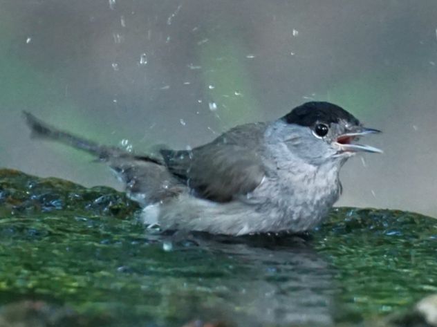 Männlicher Mönchsgrasmücke, mit schwarzem Kopfgefieder, badet, mit geöffnetem Schnabel, ausgerichtet zur rechten Bildseite, in einem Brunnen.
Über ihr Wassertropfen.