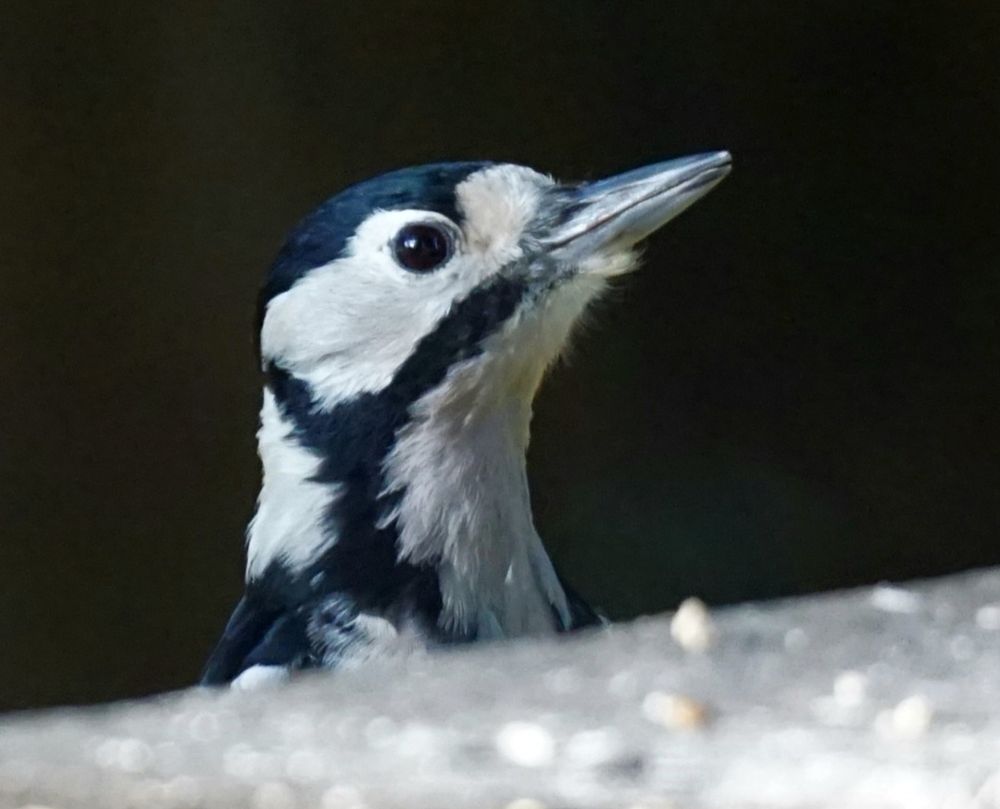 Der Specht schaut jetzt geradeaus, in Richtung rechter Bildseite.