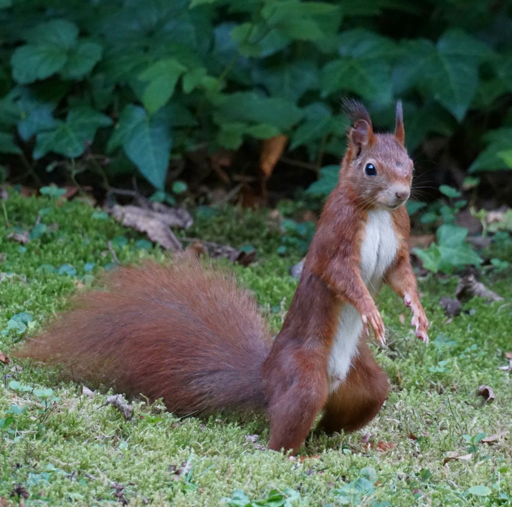 Rotes Eichhörnchen steht aufrecht auf einer Wiese vor einem Gebüsch. Das Schwanz liegt ausgestreckt auf der Wiese, und die Vorderläufe stehen vom Körper ab. Das Eichhörnchen schaut in Richtung rechter Bildseite.
