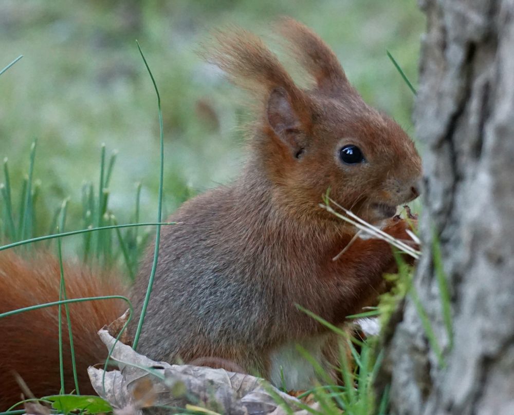 Noch junges Eichhörnchen, mit teils grauem Fell, hockt nah an einem Baumstamm in einer Wiese, das Gesicht dem Stamm zugewandt, und futtert etwas aus den Pfoten. Die langen Ohrpinsel stehen schräg nach hinten, der auf der Wiese liegende Schwanz verschwindet hinter der linken Bildseite.