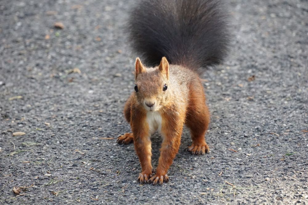 Das Eichhörnchen hockt nah am Betrachtendem, die Vorderläufe nebeneinander, die Hinterläufe weit auseinansergestellt, den Schwanz angehoben, und schaut aus dem Bild heraus.