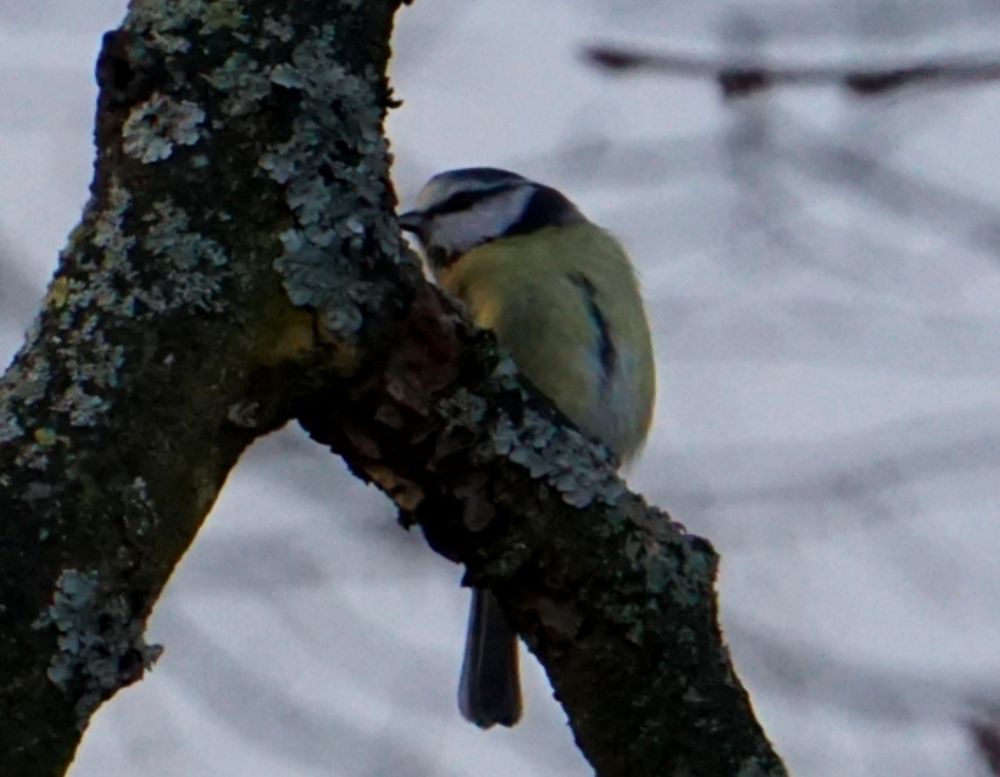 Die Meise sitzt mit der Brust zur Kamera, und hat den Kopf zur linken Bildseite gedreht, und knabbert an einem, nach oben führenden, Ast an ihrer Seite.