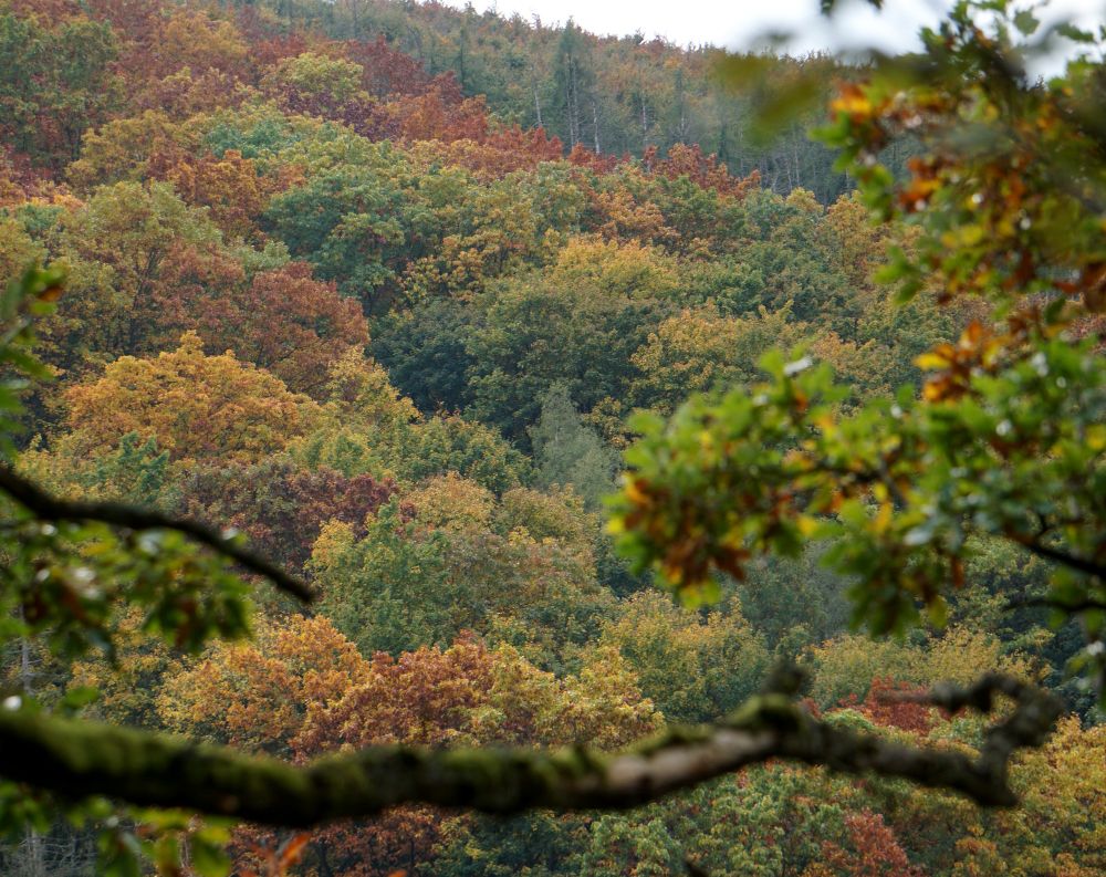Blick, hinweg über einen Ast an der unteren Bildseite, auf einen Wald mit herbstlich bunt gefärbten Blättern, unter grauem Himmel.