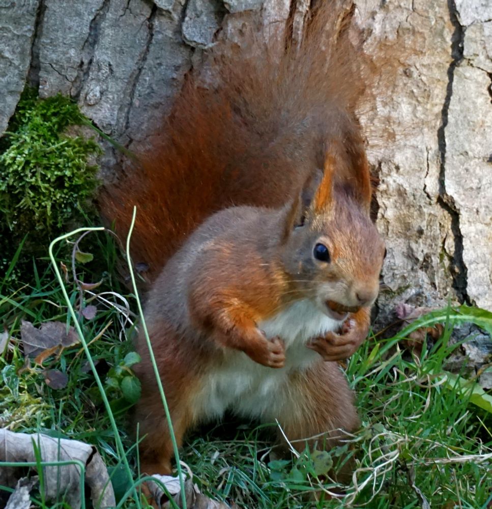 Rotes Eichhörnchen auf einer Wiese, vor einem dicken Baumstamm.
Das Eichhörnchen hockt vorgebeugt auf den Hinterläufen, und hat die Pfoten an die Brust gelegt.
Es trägt eine Haselnuss im Mund.