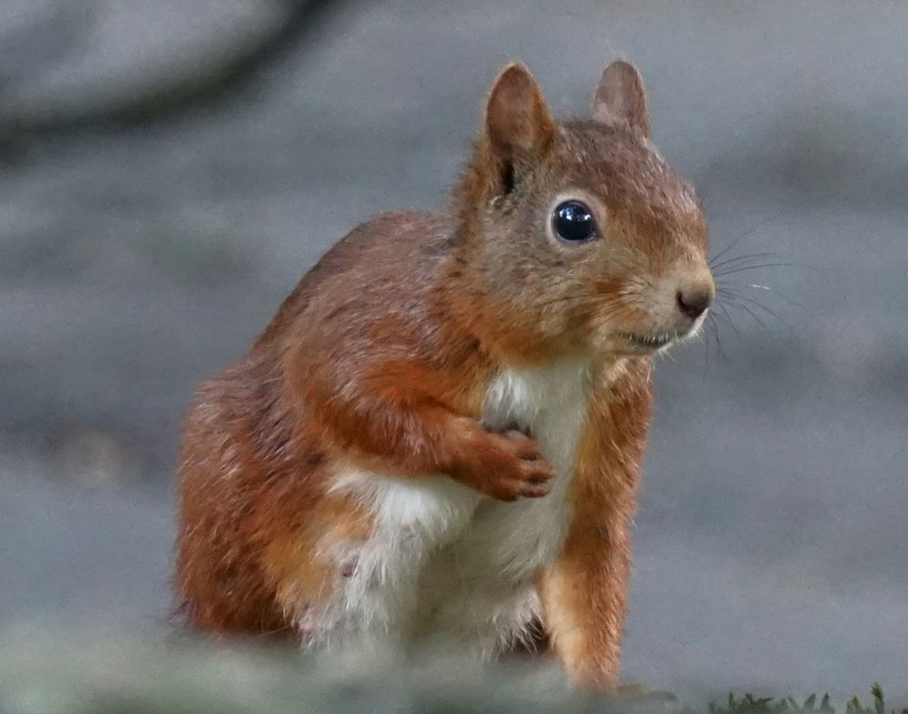Rotes Eichhörnchen hockt auf den Hinterläufen, die vom unteren Bildrand her verdeckt sind. Der bildhintere Vorderlauf ist aufgestützt, die bildvordere Pfote ist an die Brust gelegt. Am Unterbauch sieht man deutlich die Zitzen des stillenden Eichhörnchens. Das Eichhörnchen schaut in Richtung rechter Bildseite.
Der Hintergrund ist verwaschen grau.
