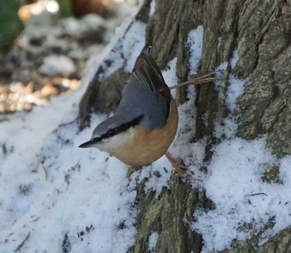 Kleiber hockt am unteren, auslaufenden Teil eines Baumstammes, mit dem, nach oben, Richtung linker Bildseite, gereckten Kopf nach unten.
Der Baumstamm ist mit Schnee bedeckt.