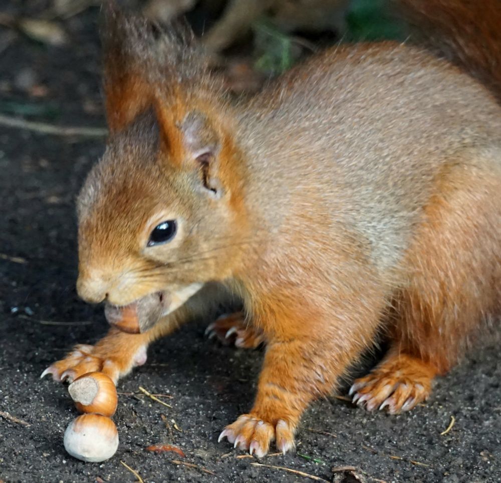 Das Eichhörnchen hoclt auf allen Vieren, hält eine Haselnuss  im Mund, uns schaut herunter auf zwei weitere Haselnüsse, die vor ihm auf der Erde liegen.