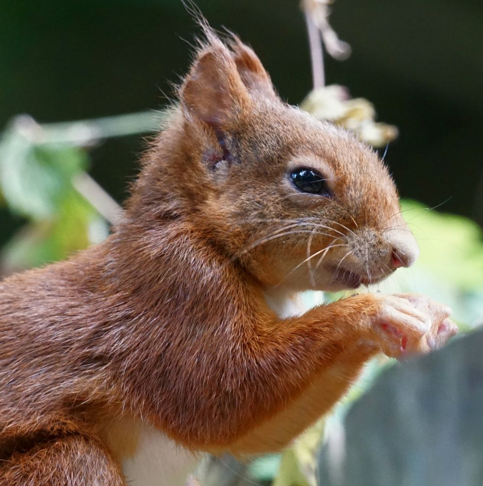 Oberkörper eines roten Eichhörnchens, ausgerichtet zur rechten Bildseite. Das Eichhörnchen hockt auf den Hinerläufen, nach vorn gebeugt, vor einer Baumscheibe, vonnder ein Teil am rechten Bildrand sichtbar ist. Das Eichhörnchen hält ein Stückchen Nuss mit den Pfoten an den Mund. 