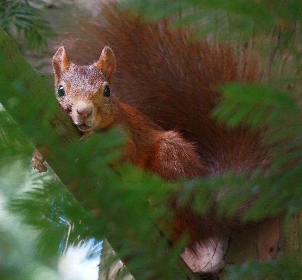 Rotes Eichhörnchen liegt auf einem schräg verlaufenden Ast im Nadelbaum, teils verdeckt von Nadelzweigen. Der buschige Schwanz ist über den Körper gelegt, das Eichhörnchen schaut aus dem Bild heraus.