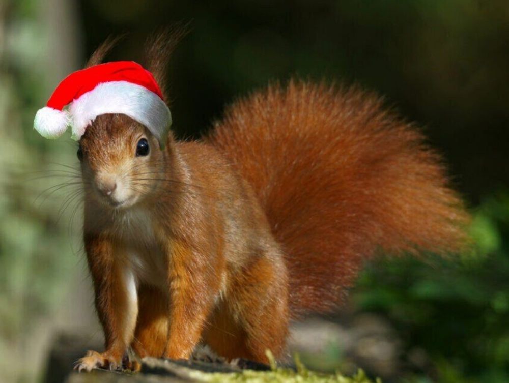 Rotes Eichhörnchen, mit in der Sonne leuchtendem Fell, hat eine, durch Bildbearbeitung eingefügte, Nikolausmütze auf dem Kopf, und schaut aus dem Bild heraus.