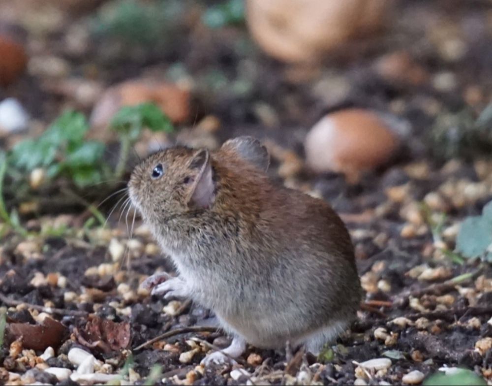 Die Rötelmaus hockt auf den Hinterfüßen, und hat den Oberkörper in Richtung linker Bildseite gedreht.