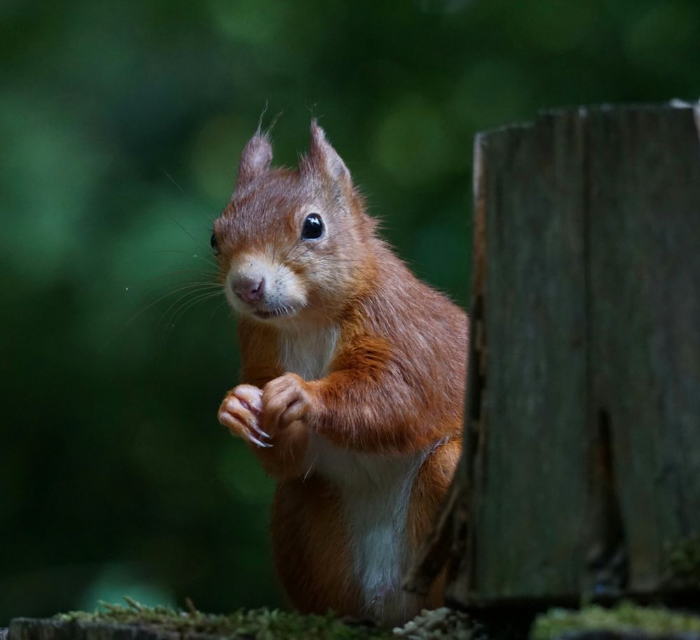 Rotbraunes Eichhörnchen neben einer etwa gleich großen Baumscheibe an der rechten Bildseite, teils von dieser verdeckt.
Das Eichhörnchen hockt auf den Hinterläufen, und hat die Pfoten vor der Brust zusammengelegt.
Es schaut aus dem Bild heraus.
Im Hintergrund unscharfes, dunkles Grün, mit hellgrünen Lichtpunkten.