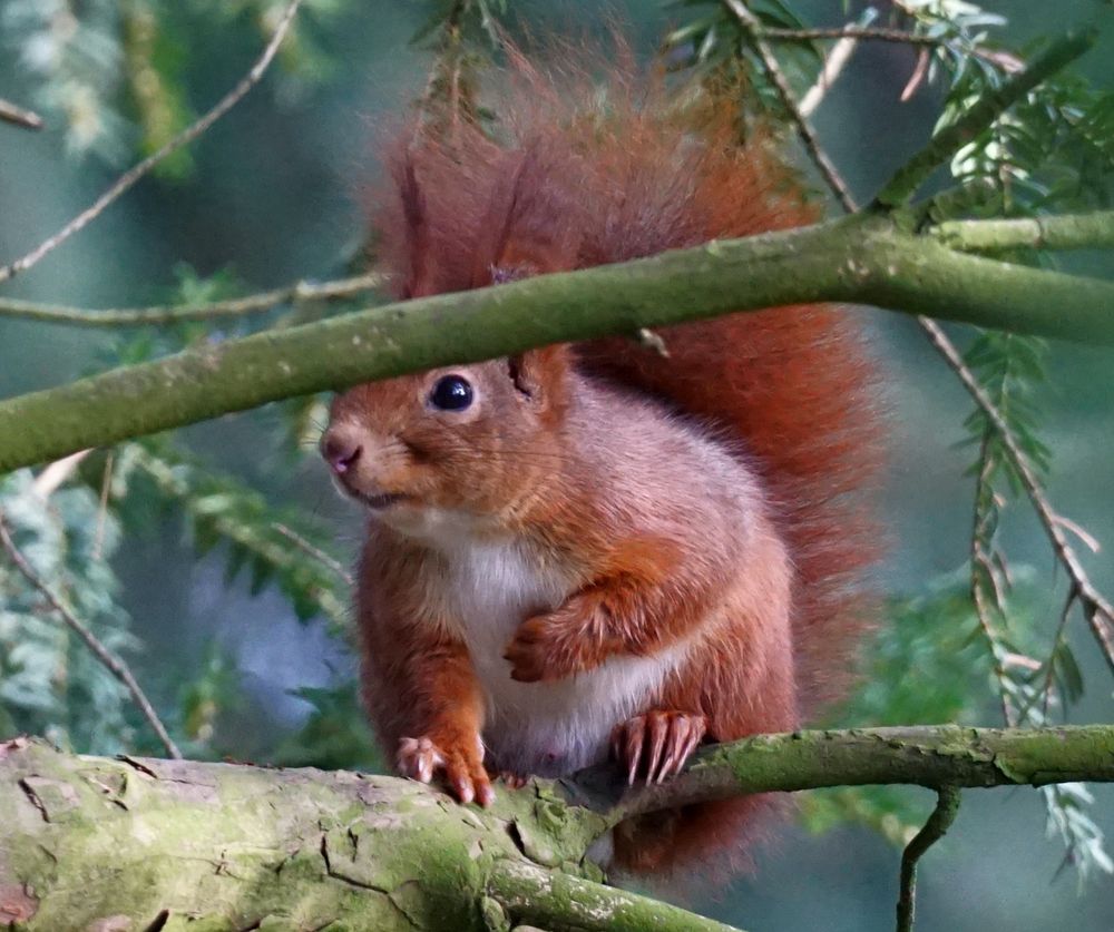 Roteauf einem Ast im Baum.
Das hockt auf den Hinterläufen und dem bildseitig linken Vorderlauf.
Der bildseitig rechte Vorderlauf ist angewinkelt, die Pfote liegt an der Brust 
Der Kopf ist teils von einem Zweig verdeckt, der Schwanz ist über den Körper gelegt. Das Eichhörnchen schaut in Richtung linker Bildseite.
Im Hintergrund Nadelzweige.