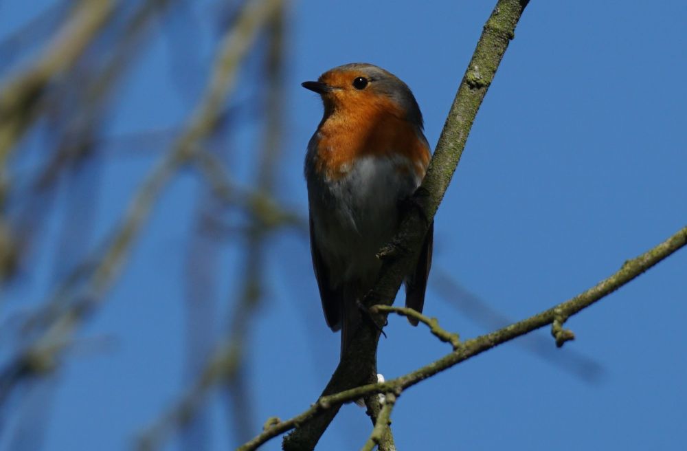 Rotkehlchen an einem Zweig im Baum, den Kopf zur linken Bildseite gedreht, der Sonne entgegen, die das rote Kehlchen hell aufleuchten lässt, vor blauem Himmel.