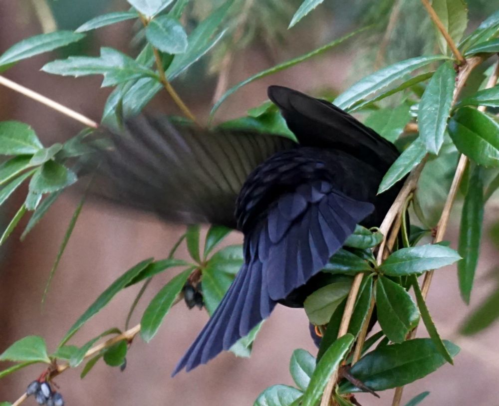 Eine Amsel hängr in einer Berberitze, etwas verdreht, kopfüber, und mit ausgebreiteten Flügeln.