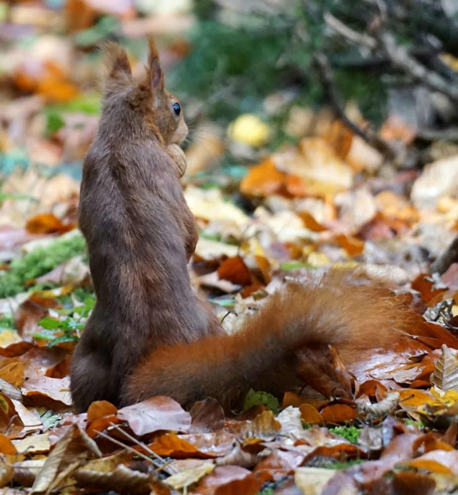 Rotbraunes Eichhörnchen, von hinten gesehen, hockt auf den Hinterläufen zwischen Herbstblättern, und hat den Kopf zur rechten Bildseite gedreht. Es trägt eine Walnuss im Mund.