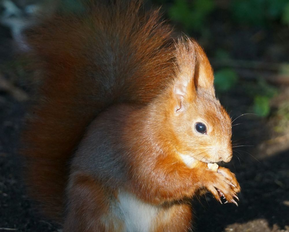 Oberkörper eines roten Eichhörnchens, ausgerichtet zur rechten Bildseite, den Schwanz am Körper hochgestellt, hockt auf en Hinterläufen, leicht vorgebeugt, und knabbert ein Stück Nuss. Es trägt lange Ohrpinsel. Es wird von vorn von der Sonne beschienen, der Hinterkörper liegt im Schatten.