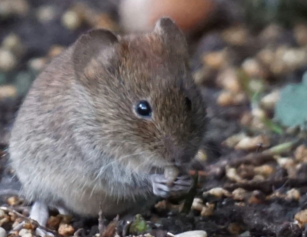 Rötelmaus hat ein Kernchen zwischen den Pfoten, und knabbert daran.