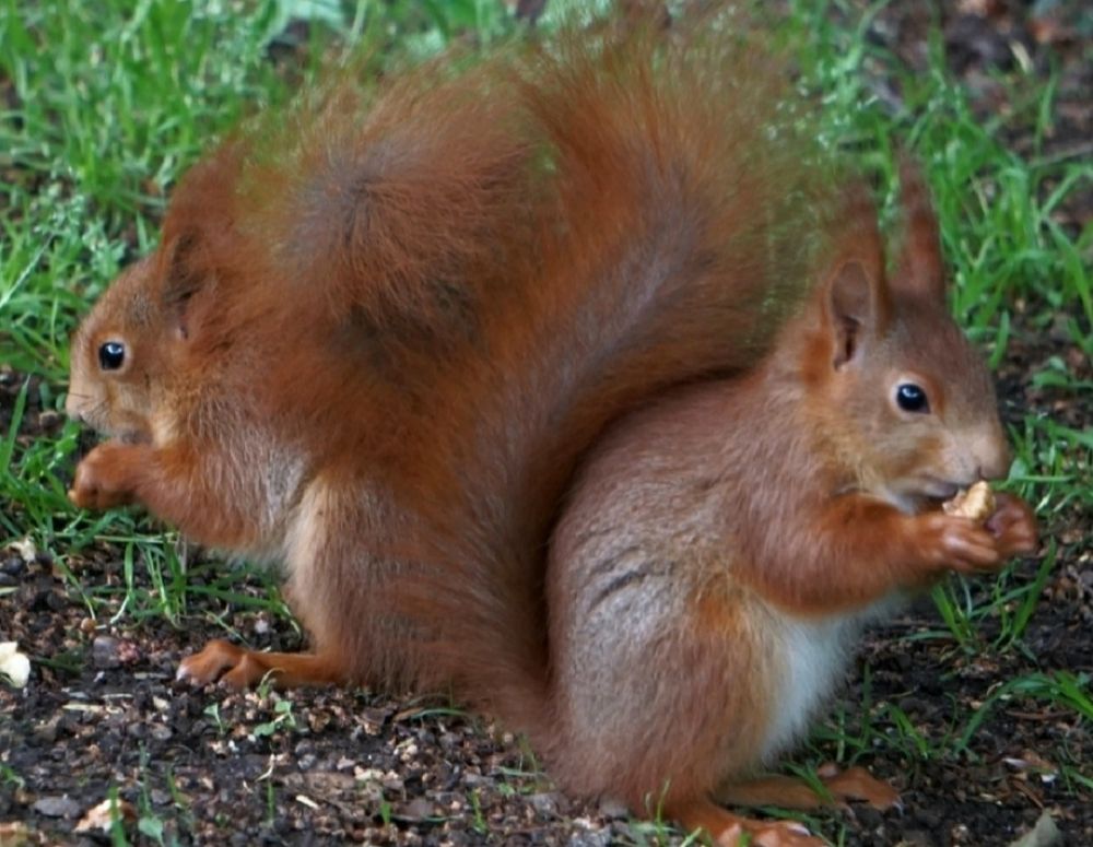 Zwei Eichhörnchenkinder, von der Seite gesehen, hocken auf den Hinterläufen auf der Erde, Rücken am Rücken, so dass die aufgestellten Schwänze sich berühren, und futtern etwas aus den Pfoten.
Im Hintergrumd grüne Wiese.