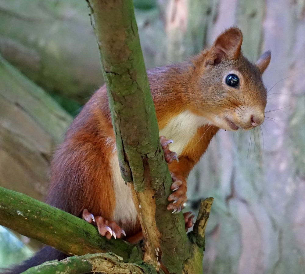 Rotbraunes Eichhörnchen auf einem Baum, ausgerichtet zur rechten Bildseite. Das Eichhörnchen hockt, nah am Baumstamm, in einer Astgabel.
Auf den Hinterfüßen auf einem schräg zur linken Bildseite verlaufenden Ast sitzend, stützt es sich mit den Vorderpfoten auf einen senkrecht zwischen oberem und unterem Bildrand verlaufenden Ast auf, der einen Teil des Körpers verdeckt. Über diesen Ast gebeugt, schautbes nach unten.