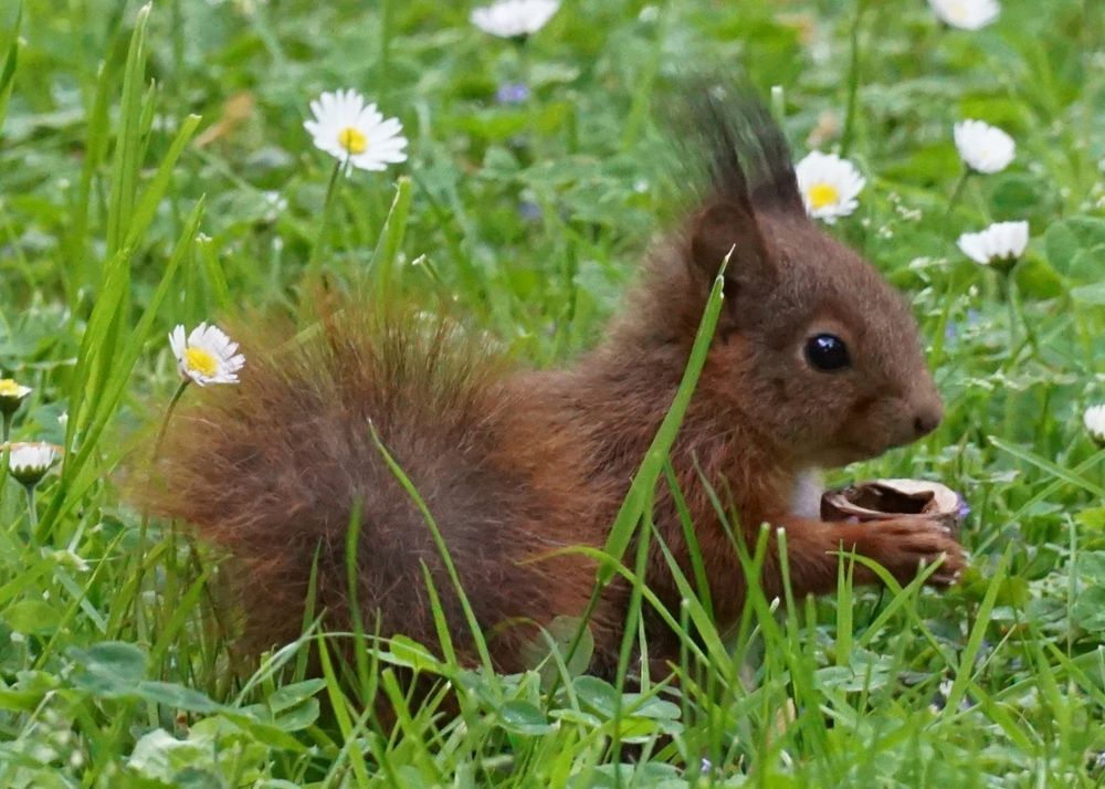 Kleines rotbraunes Eichhörnchenkind, von der Seite gesehen, hockt in einer Wiese, zwischen Gänseblümchen, und hält eine halbe Walnussschale zwischen den Pfoten. Der Schwanz steht in einem Bogen neben dem Körper, es trägt dunkle Ohrpinsel, und schaut in Richtung rechter Bildseite.
