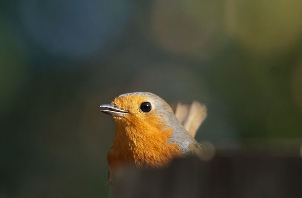 Kopf und Schwanz eines Rotkehlchens, hervorschauend hinter einer Barriere, die das Tier zum Großteil verdeckt. Die sonnenbeschienene Kehle des Vogels leuchtet hell aus der ehr dunklen Umgebung heraus. 