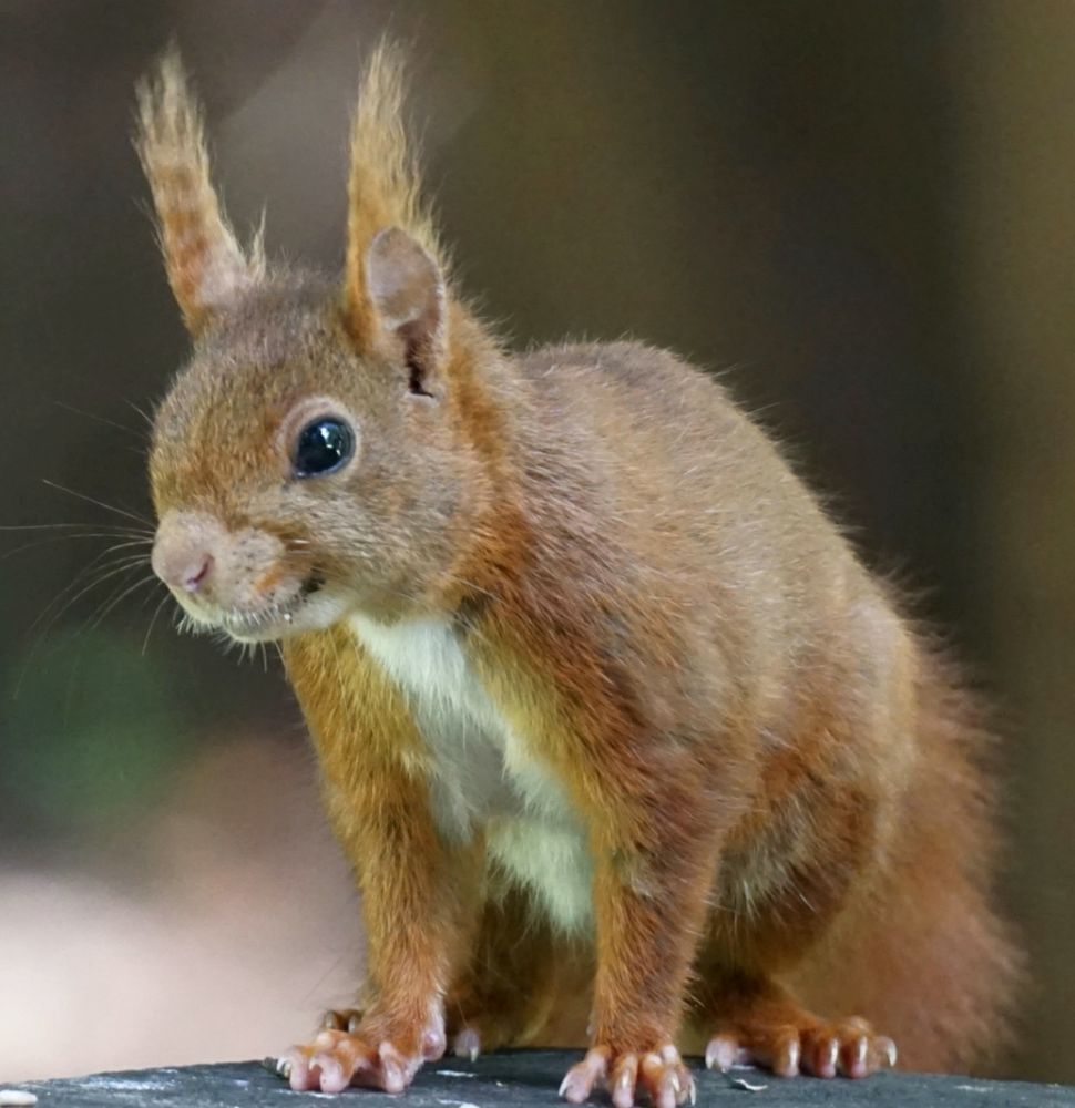 Rotbraunes Eichhörnchen hockt auf allen Vieren auf einem erhöhten, steinernen Untergrund. Es schaut aus dem Bild heraus.
