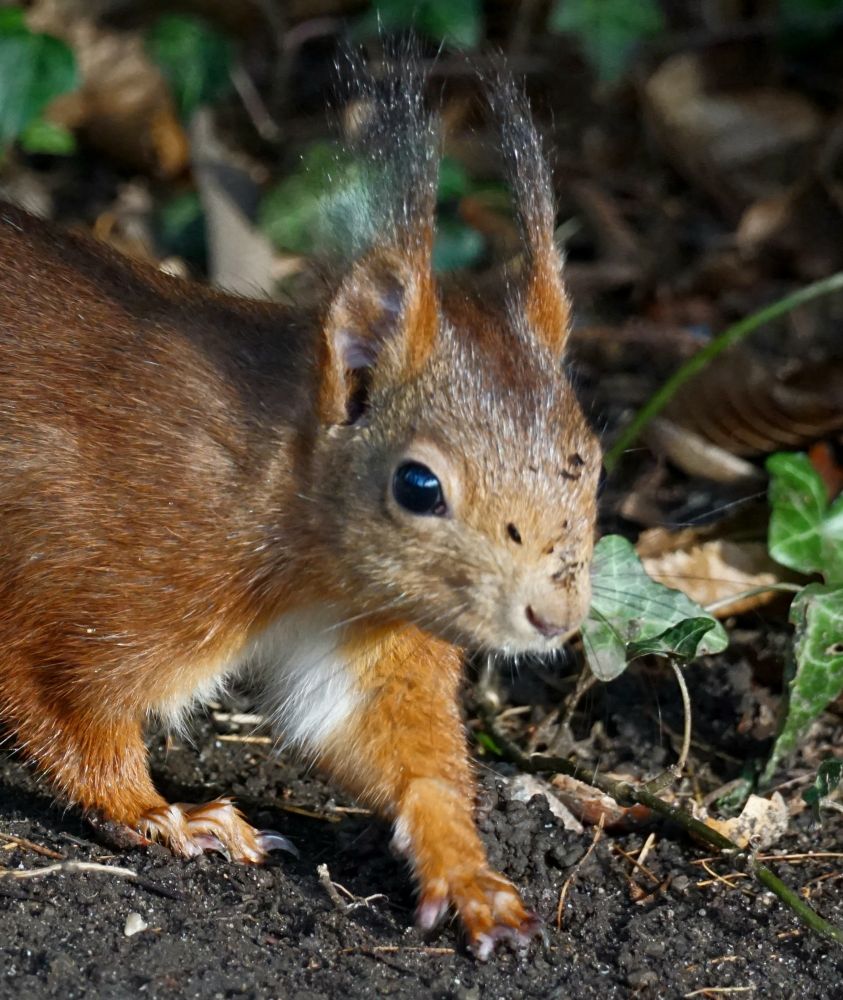 Rotes Eichhörnchen unterwegs aus einem Gebüsch, von der linken Bildseite, hinter der der Hinterkörper verschwindet, in Richtung rechter unterer Bildecke. Das trägt lange dunkle Ohrpinsel.