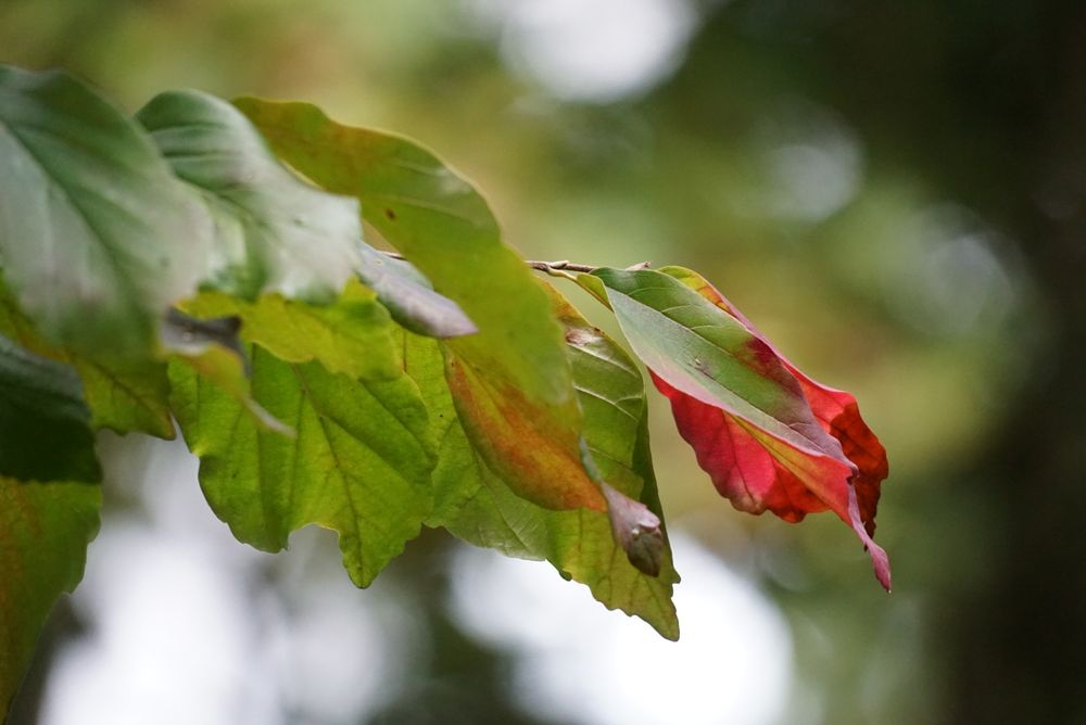 Vom linken Bildrand her ragt ein belaubter Zweig ins Bild. Die Blätter sind größtenteils grün, teils mit beginnender Rotfärbung. An der Spitze ein komplett rotgefärbtes Blatt, teils von dem davorhängenden verdeckt.